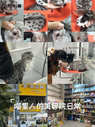 喵星人的美容院日常