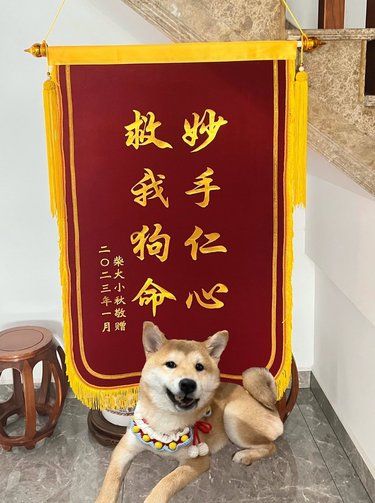 感谢医生，救我狗命！！