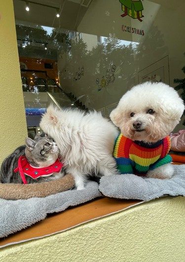 这年头，猫狗都要上幼儿园了！