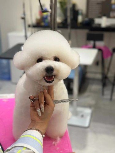 在成都！谁懂！！狗子终于剪出布朗熊啦 