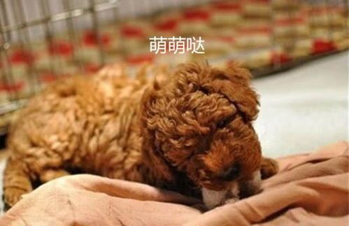 揭秘朋友圈卖宠物狗真相:网购狗狗陷阱大曝光!