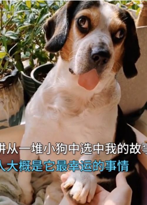 揭秘朋友圈卖宠物狗真相:网购狗狗陷阱大曝光!