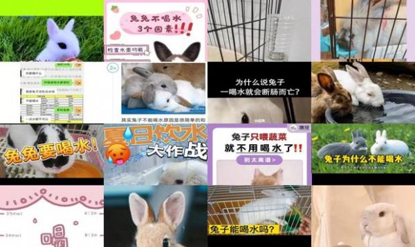 兔子不喝水能坚持几天