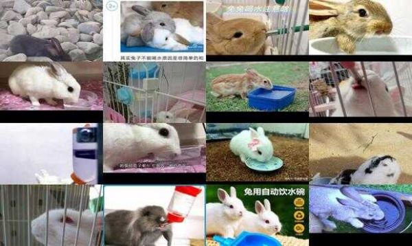 兔子需要喝水吗?