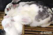 小兔子在家怎么养