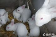 散养兔子下雨怎么办
