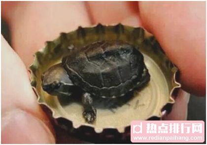 世界上最小的龟，迷你麝香龟体长仅5厘米