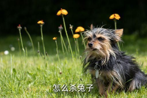 怎么杀兔子