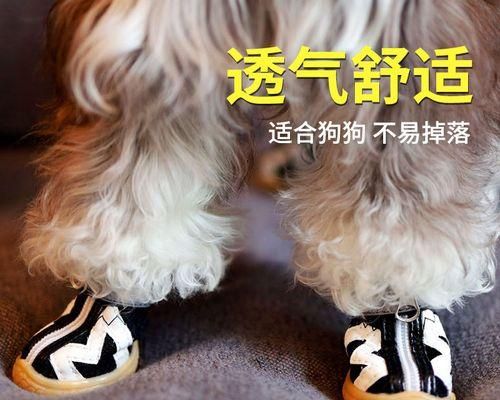 狗脚摔断了怎么办（当爱宠遭遇骨折）