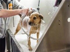 北京训犬学校在哪里-宠爱多训犬学校