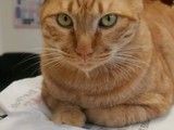 通州家庭宠物寄养永顺猫狗养老长期整年寄养假期寄养宠物可接送