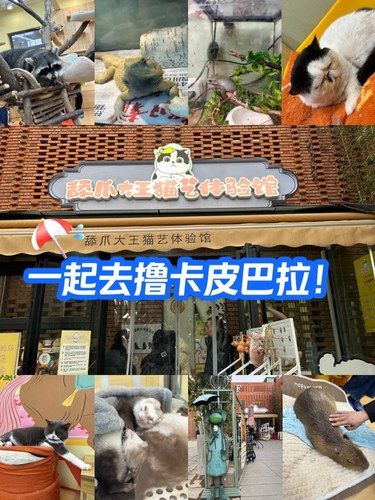 小动物最治愈❤️‍情绪稳定的卡皮