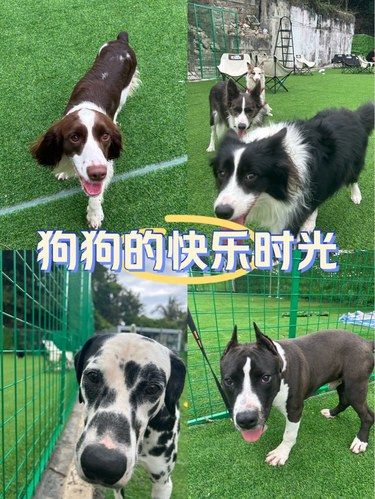 【伊飞宠天·萌宠乐园大揭秘】