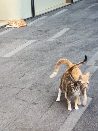 珠海还是有挺多流浪猫的[强]
