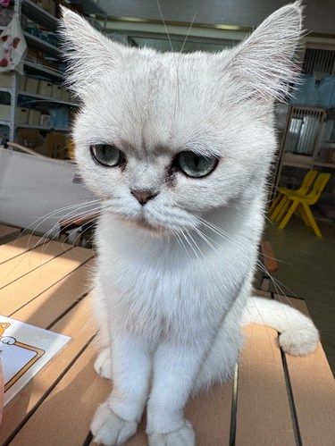 萌宠治愈系