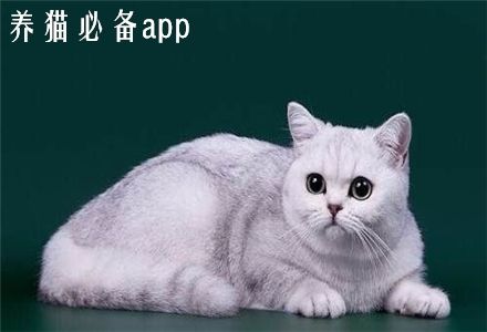 养猫必备