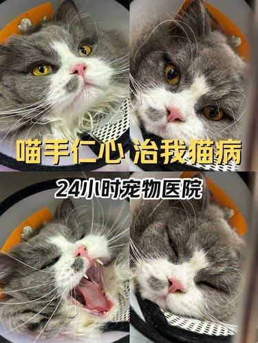 亲测全佛山最良心的宠物医院❗️强烈推荐