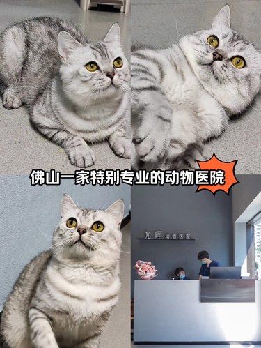 半夜哈基米生病了，还好有这家24小时动物医院