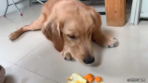 狗狗疫苗8联多少钱 狗狗疫苗八连什么价格