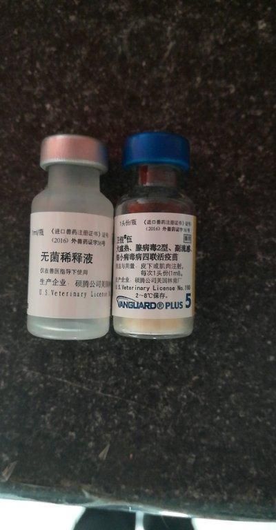 宠物八联疫苗多少钱 宠物八联疫苗和狂犬疫苗可以一起打吗
