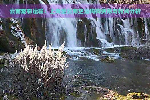 云南宠物运输：上海至云南空运狗狗费用与时间分析