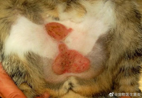  图4 腹部的嗜酸性斑块；注意病变周围自我损伤导致的脱毛