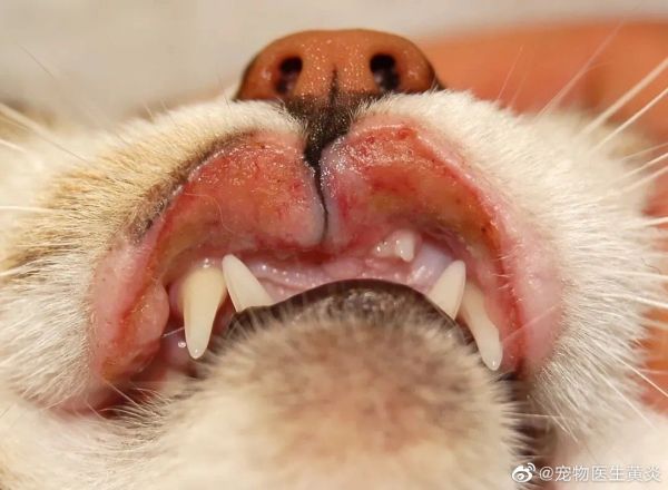图5 和图4中同一只猫的双侧嘴唇溃疡