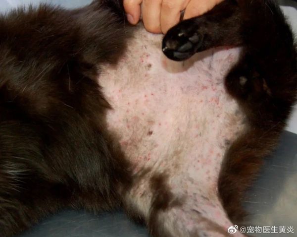  图7 一只猫因为食物不良反应导致的大面积自我诱导性脱毛和小的糜烂灶
