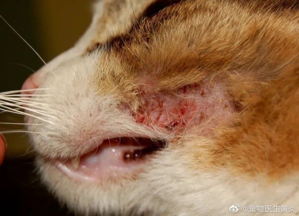  图9 和图8中同一只猫的面部皮肤因挠抓导致的脱毛和痂皮