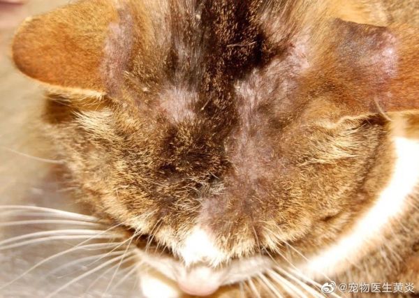  图8 一只过敏猫头部的抓痕和痂皮（头颈部瘙痒）