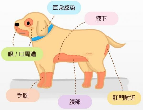 狗狗异位性皮炎全攻略：预防、治疗与日常护理
