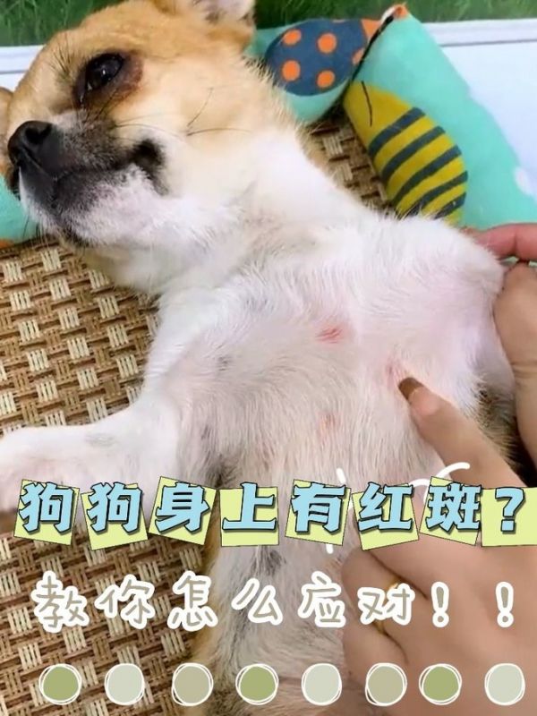 宠物皮肤病预防