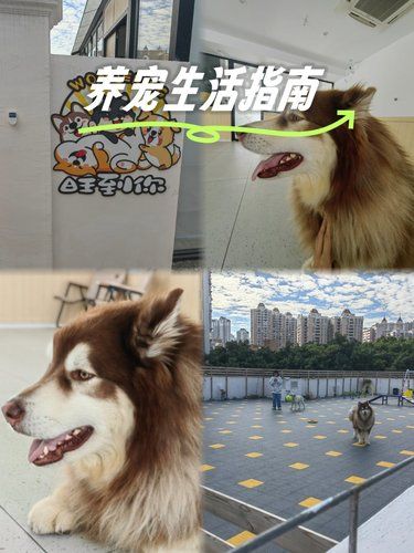 过年宠物寄养好地方（广州篇）
