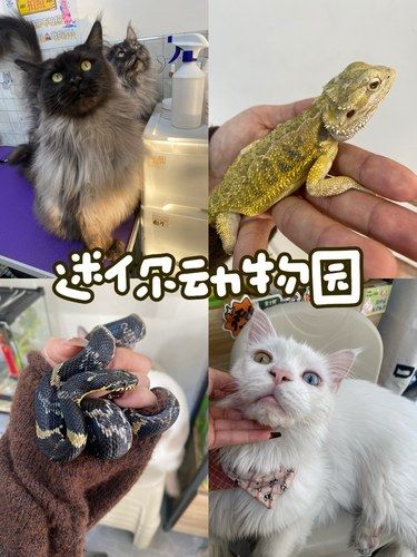 天河这家宠物店有点过分了