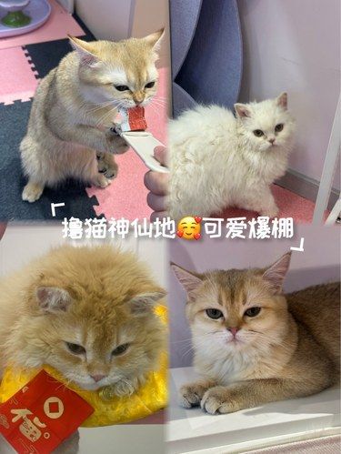 猫王争霸[惊叹]坠入喵丛中，谁能忍住不摸啊！