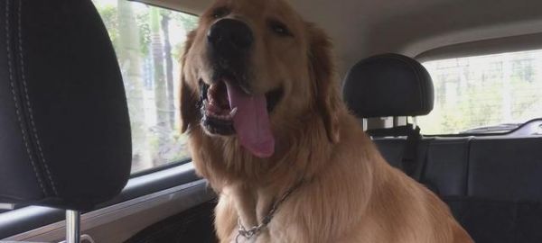 带金毛犬坐车的小贴士和大忌讳（宠物出行指南，了解一下？）
