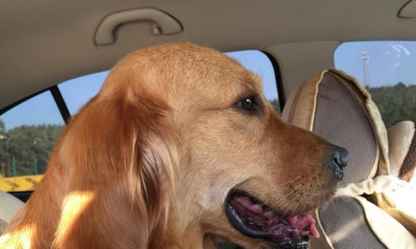 带金毛犬坐车的小贴士和大忌讳（宠物出行指南，了解一下？）