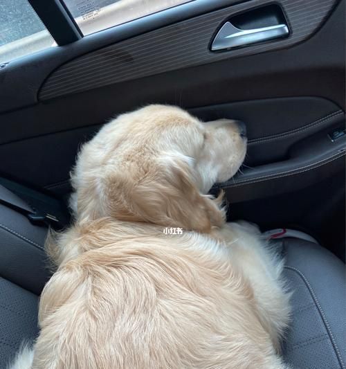 带金毛犬坐车的小贴士和大忌讳（宠物出行指南，了解一下？）