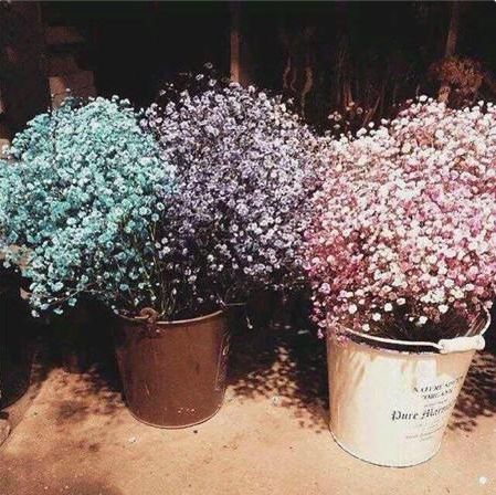 满天星一年四季都开花吗（满天星应该要怎么养才开花）