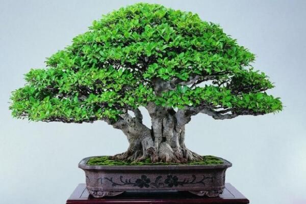 盆景榕树的风水禁忌（榕树盆景的风水作用及摆放建议）