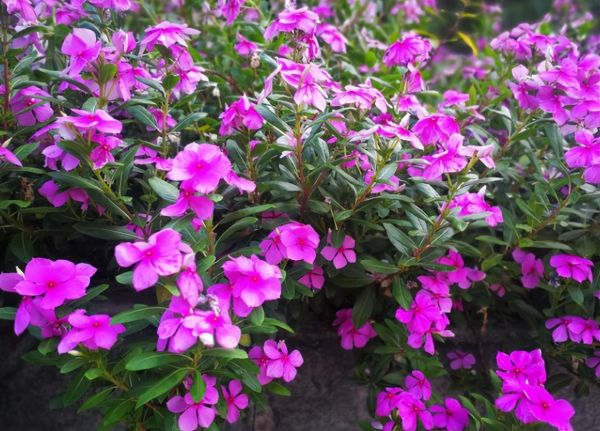 长春花花期有多长（长春花的养殖方法以及注意事项）