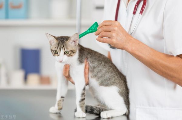 猫咪体内驱虫多久一次（专家教你科学驱虫）