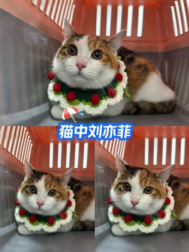 医院里的猫咪日常