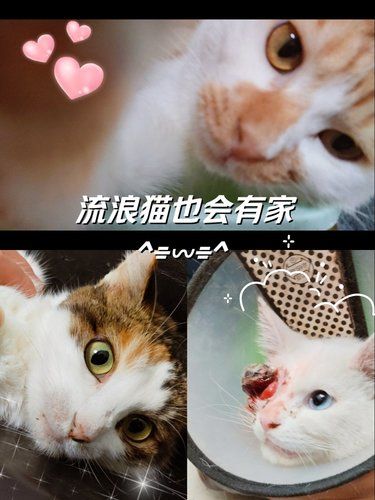 小流浪也有人撑腰