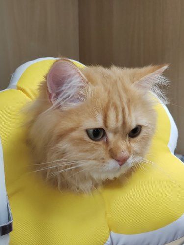 可爱小咪