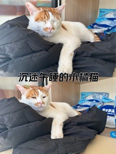啊！这只小猫居然会抢别人的衣服
