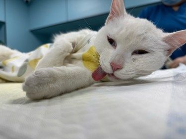 医院里的猫咪日常