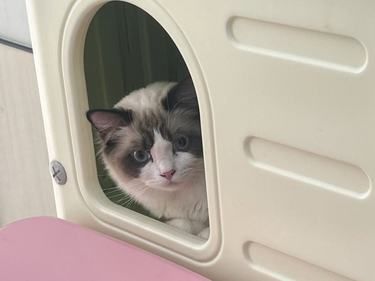 医院里的猫咪日常