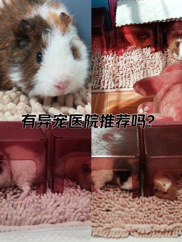 镇江有看异宠比较厉害的的医院医生推荐吗？