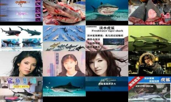 虎鲨鱼多少钱一斤